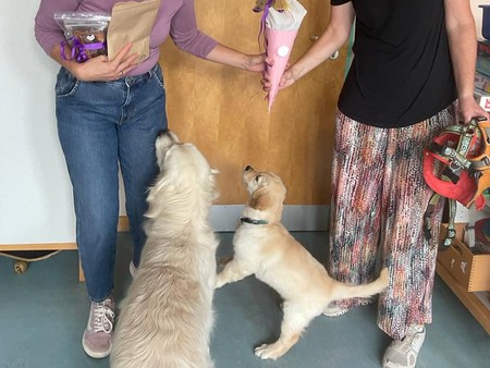 Zwei Hunde mit Therapeutinnen
