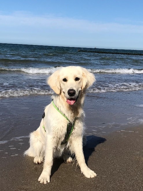 HUnd am Meer